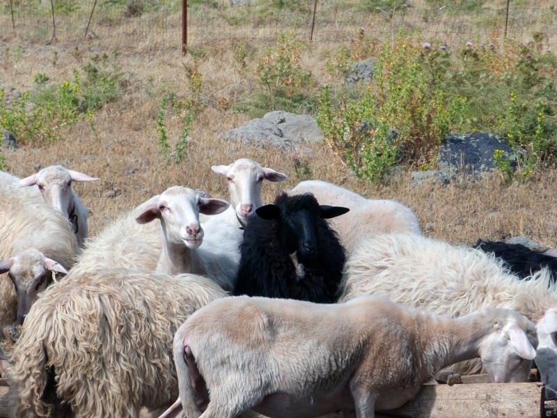 you don't need a gate automation if you like to stand out