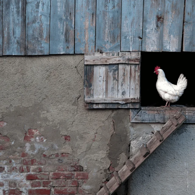 Electric actuator with a timer – how easy it is to make an automatic door to a chicken coop